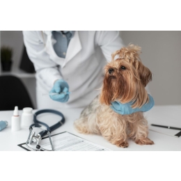 Jak wybrać lek na pasożyty? Najskuteczniejsze metody walki z pasożytami psów i kotów