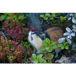 Lemingi i piestruszki stepowe - czy wiesz, że to różne gryzonie?