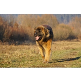 Leonberger – najważniejsze informacje o rasie. Encyklopedia psów