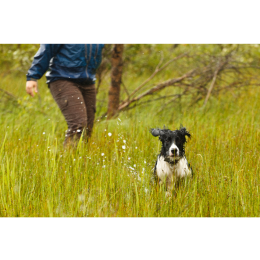 Leptospiroza u psa (choroba stuttgarcka, zespół Weila) - co to za choroba?
