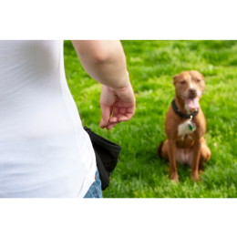 Jak nauczyć psa komendy leżeć? Prosta nauka leżeć