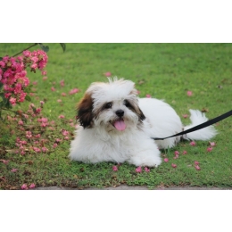 Lhasa apso – najważniejsze informacje o rasie