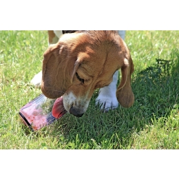 Dlaczego pies liże? Co oznacza lizanie ścian, podłogi, łap, innego psa czy człowieka?