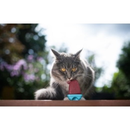 Czy kot może jeść lody w upalne dni?