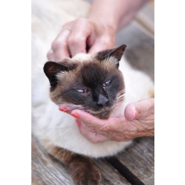 Jak rozpoznać łupież u kota? Sprawdź skąd się bierze koci łupież