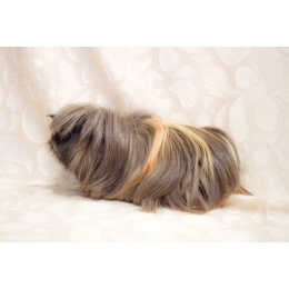 Łupież u świnki morskiej