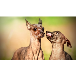 Jaka jest rasa psa bez sierści? Poznaj topowe łyse psy!