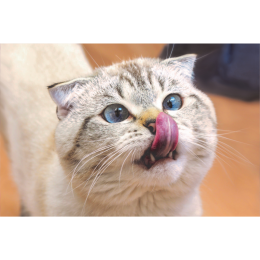 Czy makaron dla kota to dobry pomysł?