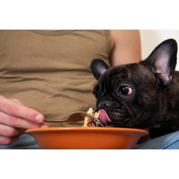 Czy pies może jeść makaron?