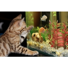 Rybki do małego akwarium - najpopularniejsze gatunki