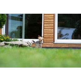 Malutkie rasy psów - wszystko co musisz wiedzieć o małych psach