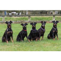 Manchester terrier - encyklopedia psów