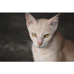 Kot jawajski (Javanese cat) - Encyklopedia ras kotów
