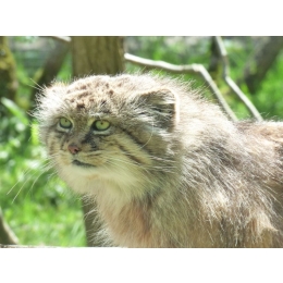 Manul stepowy – najważniejsze informacje o gatunku