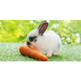 Jakie owoce i warzywa może jeść królik?