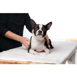 Podstawy fizjoterapii psów – poznaj masaż relaksacyjny i uspokajający dla psa