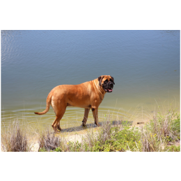 Mastif angielski, czyli łagodny olbrzym. Encyklopedia psów