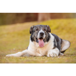 Mastif hiszpański (mastín español) - encyklopedia ras psów