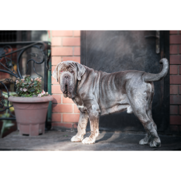 Mastif neapolitański (mastino napoletano) – Encyklopedia psów
