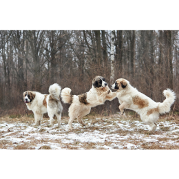 Mastif pirenejski (Mastín del Pirineo) - encyklopedia ras psów