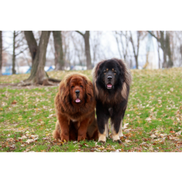 Mastif tybetański (Do khyi) - encyklopedia psów