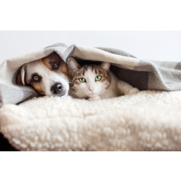 Mastocytoma u psa lub kota (guz komórek tucznych) - co zrobić, kiedy pupil zachoruje?