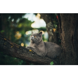 Kot wychodzący - jakimi chorobami może się zarazić?