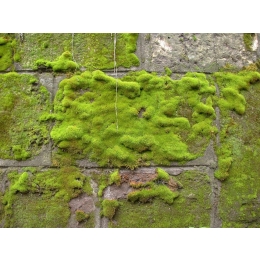 Jak wyhodować mech w akwarium?