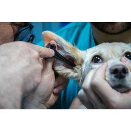 Zapalenie ucha u psa – przyczyny, objawy, metody leczenia i profilaktyka