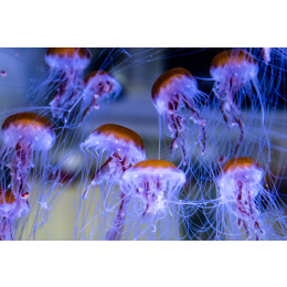 Meduza w akwarium - czy to możliwe? Najważniejsze informacje