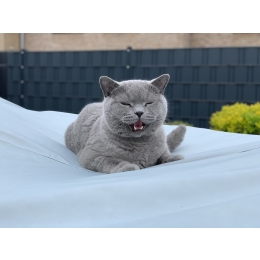 Dlaczego koty miauczą i co oznacza kocia mowa?