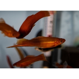 Mieczyki ryby (mieczyk Hallera) – najważniejsze informacje o gatunku