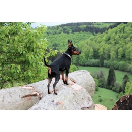 Pinczer miniaturowy – najważniejsze informacje o rasie