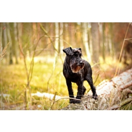 Sznaucer miniaturowy - charakterystyka, pielęgnacja, zdrowie (Encyklopedia psów)