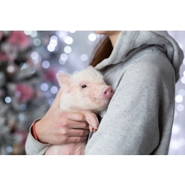 Świnki miniaturki, a odpowiedzialność wielka. Charakterystyka micro pig