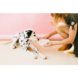 Warzywa dla psa – najzdrowsze i te, których nie należy podawać