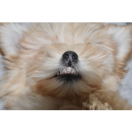 Wymiana zębów u psa