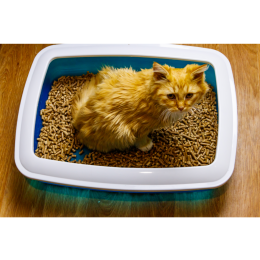 Mocznica u kota - ostatnie stadium niewydolnych nerek mruczka