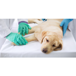 Czy mocznica u psa to wyrok?