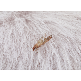 Mole w domu - skąd się biorą i jak je wytępić?