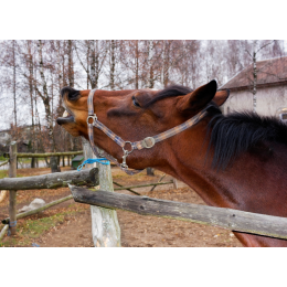 Kolka (morzysko) u koni – przyczyny, rozpoznanie, pierwsza pomoc