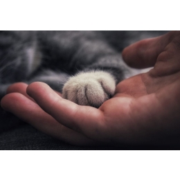 Dlaczego kot mruczy?