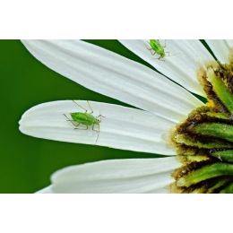 Mała mszyca - duży problem! Jak rozpoznać i pozbyć się mszyc z kwiatów?