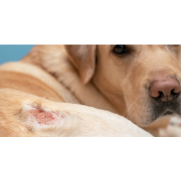 Larwy much u psa - czy to muszyca?