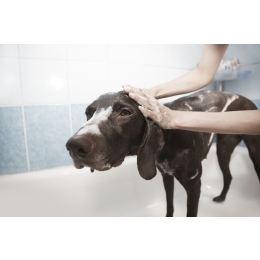 Jakich zabiegów pielęgnacyjnych wymaga pies? Weterynarz podpowiada