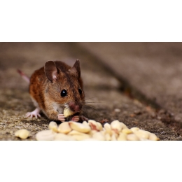 Mysz domowa, czy jest dobrym zwierzęciem dla dziecka?