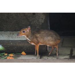 Kanczyl srebrnogrzbiety (myszojeleń) – najważniejsze informacje o gatunku