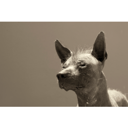 Nagi pies peruwiański (Perro sin pelo del Peru) - encyklopedia ras psów