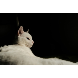 Najdroższy kot świata – ranking ras. Co decyduje o cenie kota?