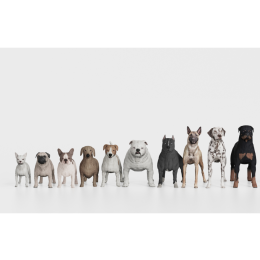 Najmniejsze psy miniaturki - spis ras i rekordy!